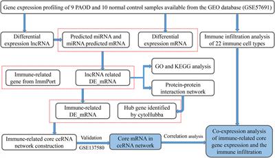 A construction and comprehensive analysis of the immune-related core ceRNA network and infiltrating immune cells in peripheral arterial occlusive disease